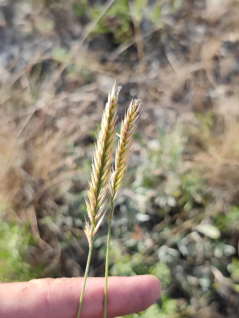 Desert Wheatgrass photo 5