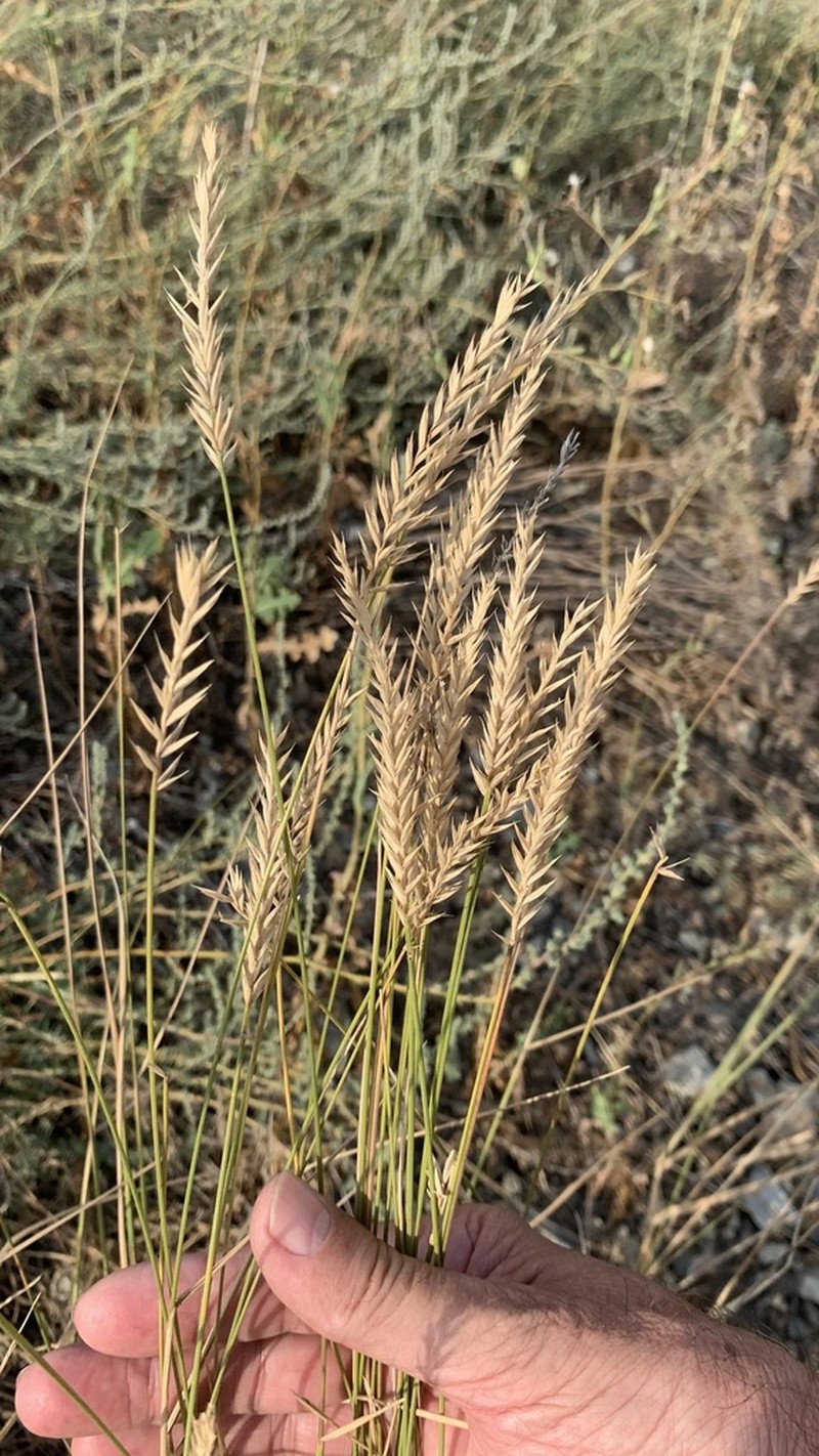 Desert Wheatgrass photo 6