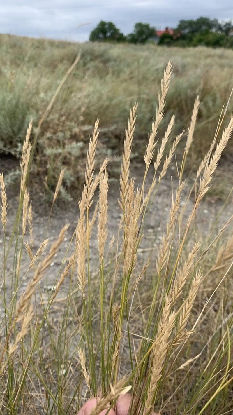 Desert Wheatgrass photo 7