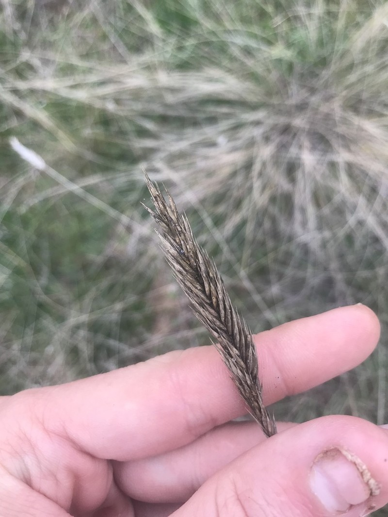 Desert Wheatgrass photo 8
