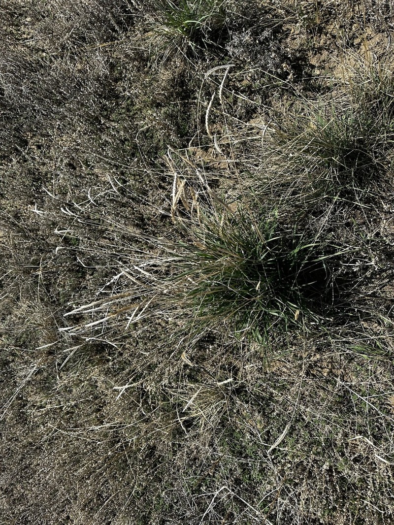 Siberian Wheatgrass