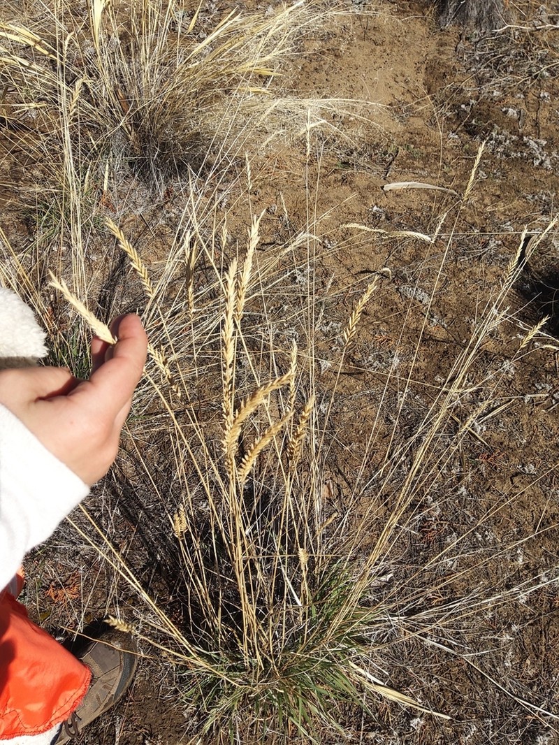 Siberian Wheatgrass photo 2