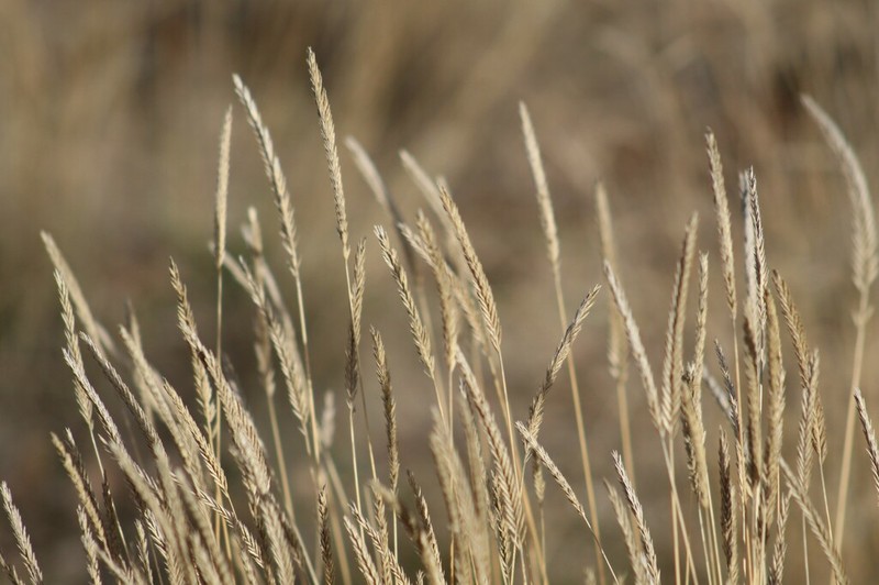 Siberian Wheatgrass photo 3