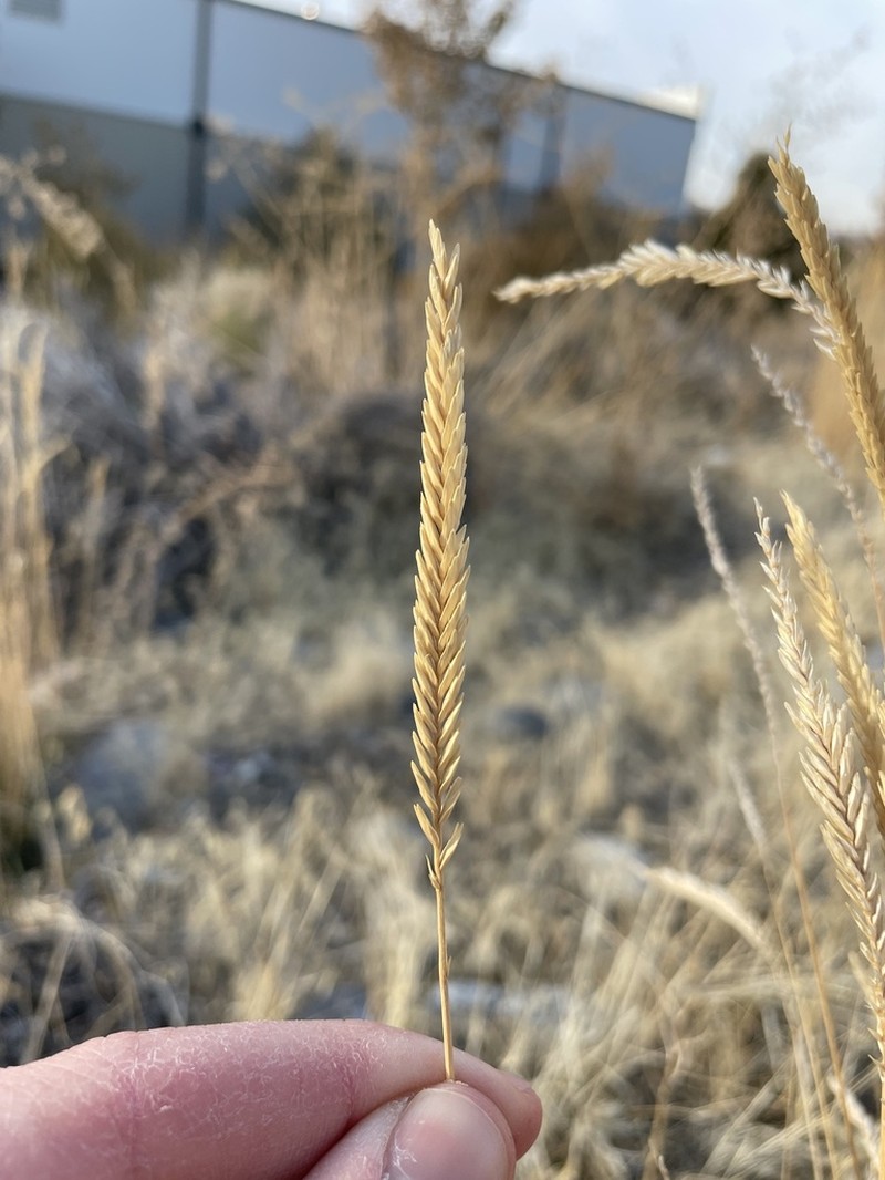 Siberian Wheatgrass photo 4