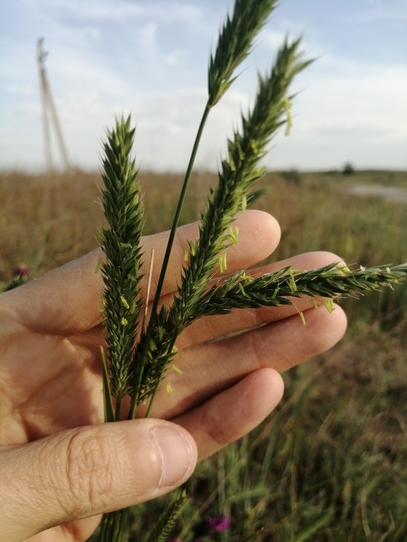 Siberian Wheatgrass photo 5