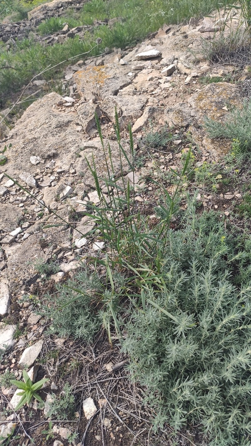 Siberian Wheatgrass photo 6