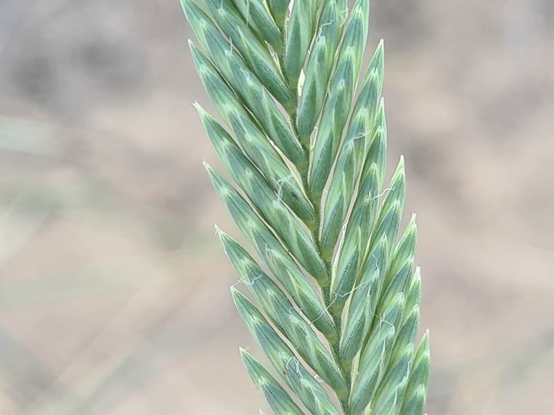 Siberian Wheatgrass photo 7