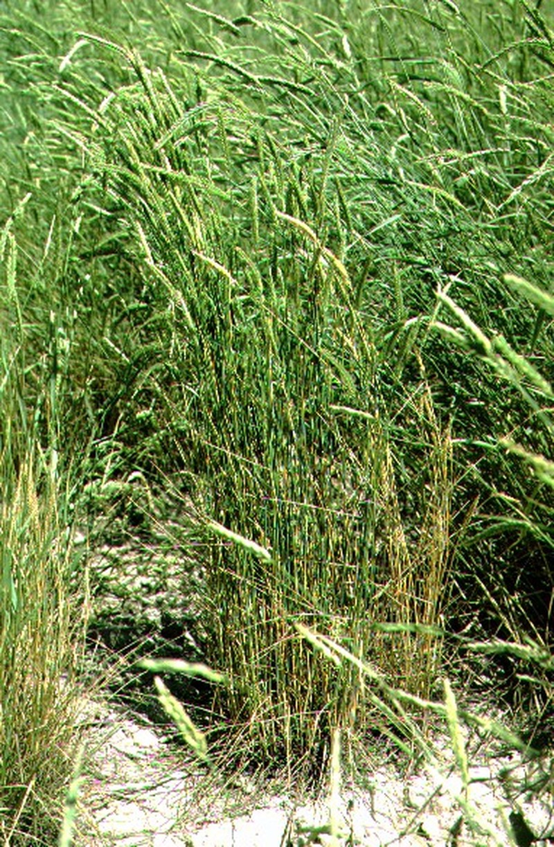 Siberian Wheatgrass