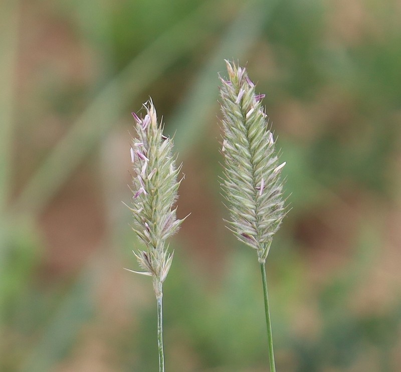 Agropyron michnoi