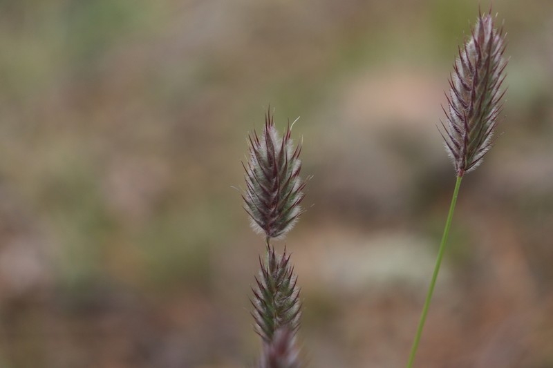 Agropyron michnoi photo 2