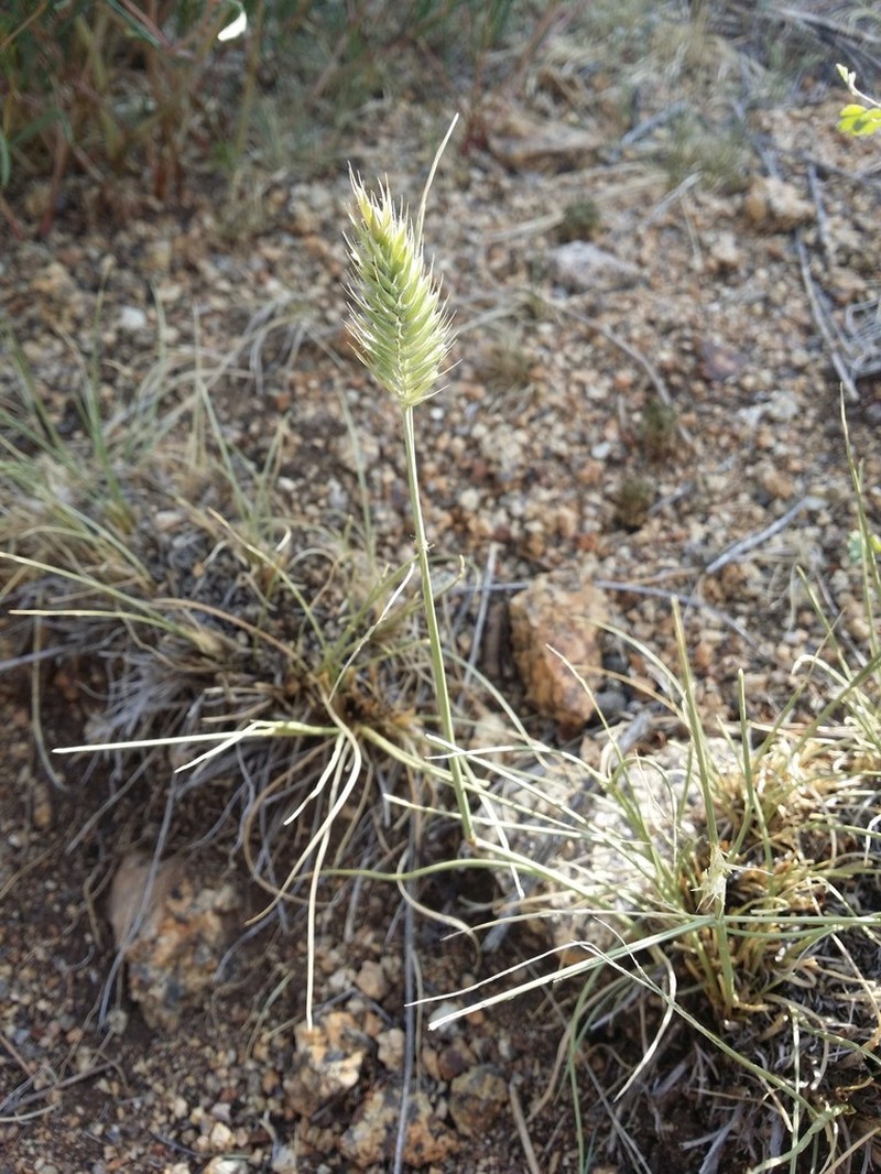 Agropyron michnoi photo 3