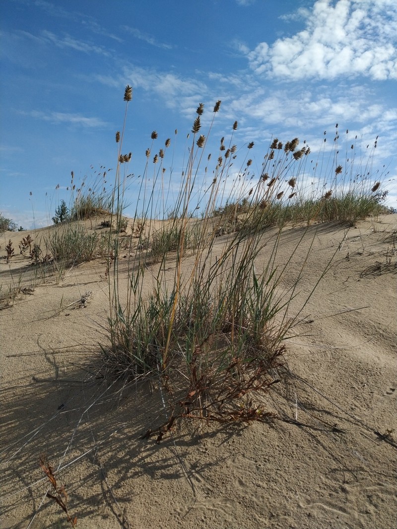Agropyron michnoi photo 4