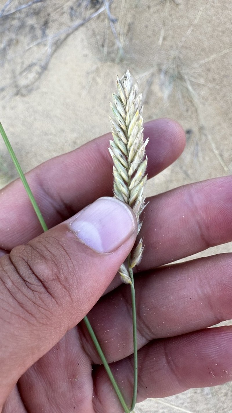 Agropyron michnoi photo 5