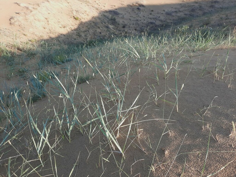 Agropyron michnoi photo 6