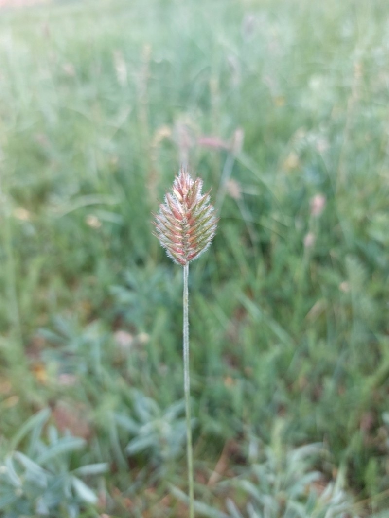 Agropyron michnoi photo 8