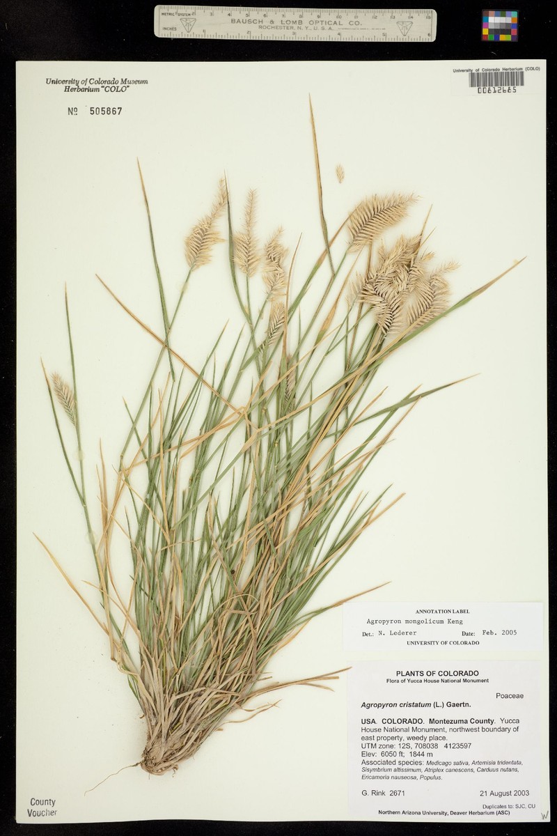 Agropyron mongolicum