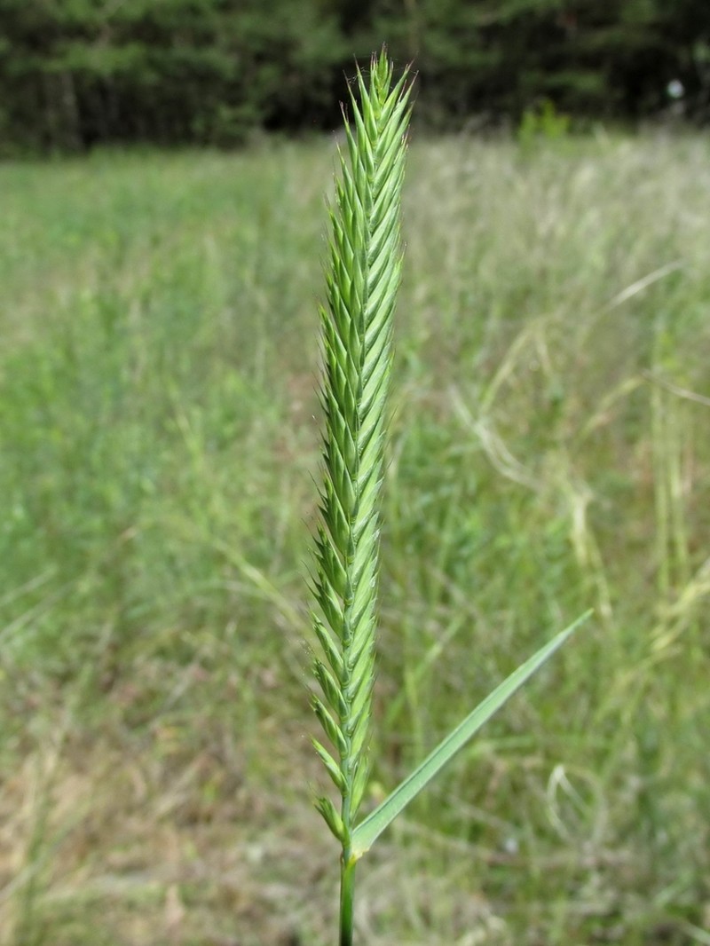 Agropyron tanaiticum