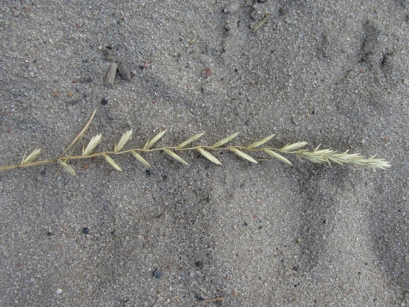 Agropyron tanaiticum photo 2