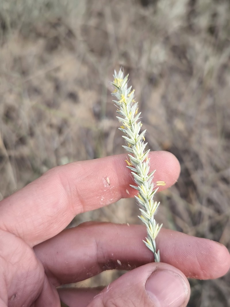 Agropyron tanaiticum photo 3