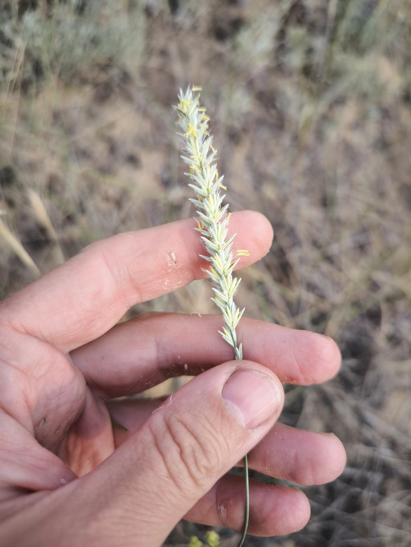 Agropyron tanaiticum photo 5