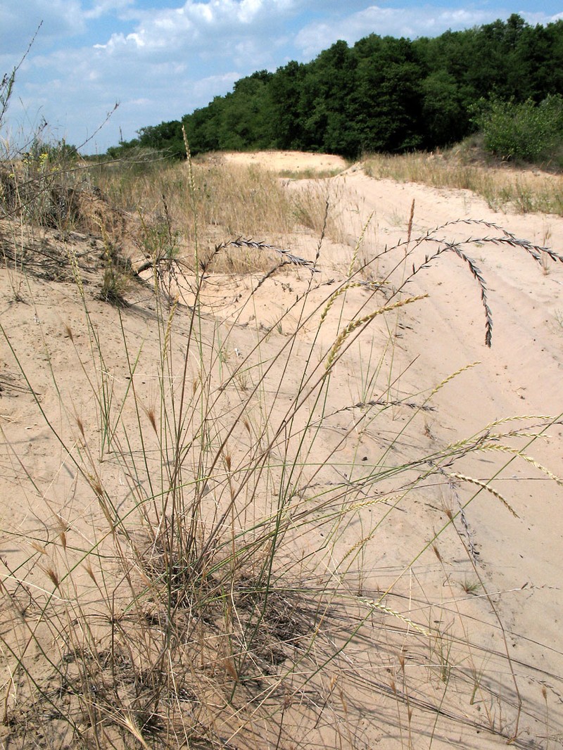 Agropyron tanaiticum photo 6