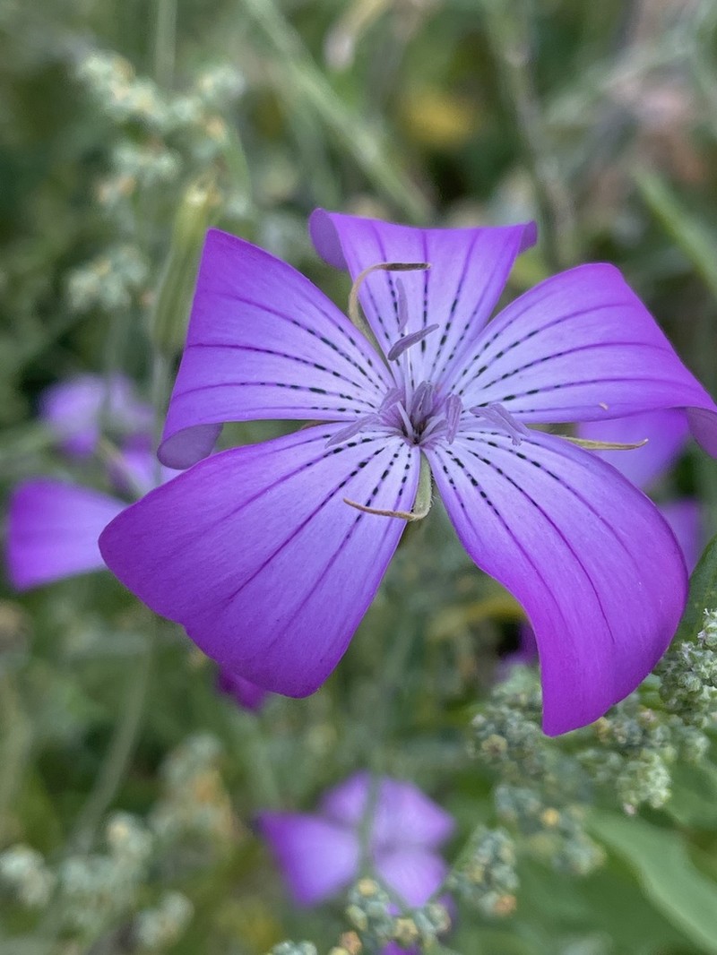 Agrostemma brachylobum