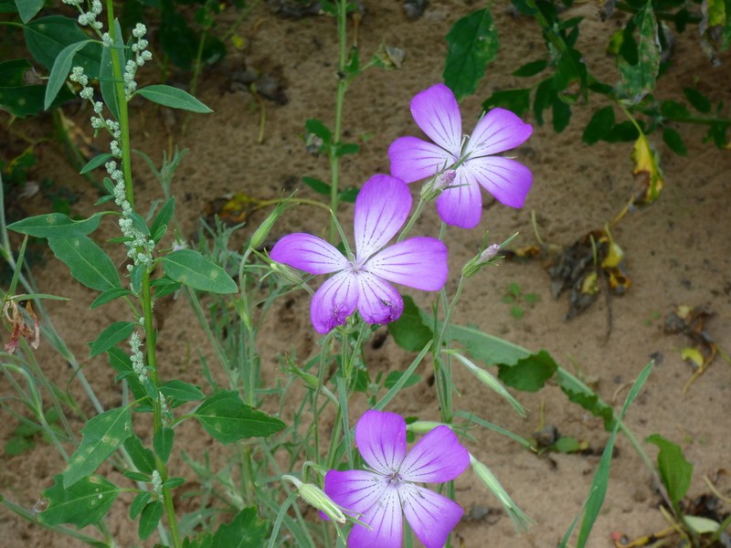 Agrostemma brachylobum photo 2