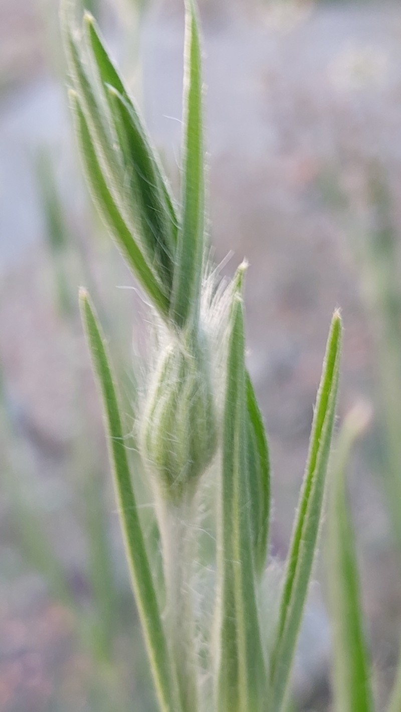 Common Corncockle photo 7