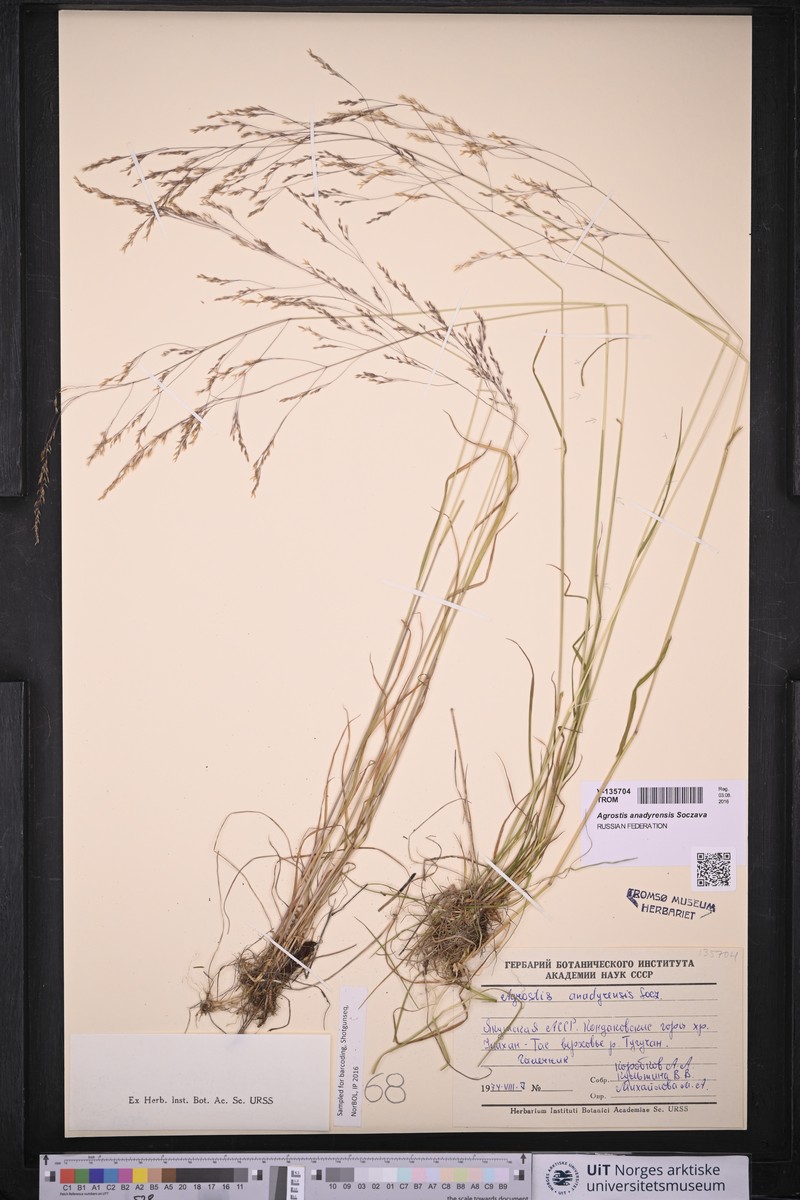 Agrostis anadyrensis