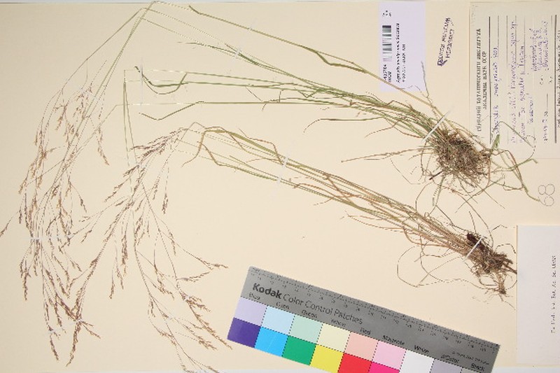 Agrostis anadyrensis photo 2