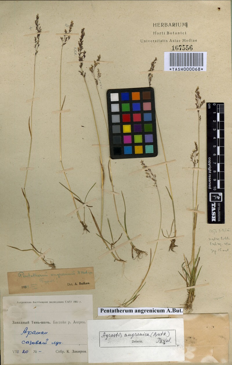 Agrostis angrenica
