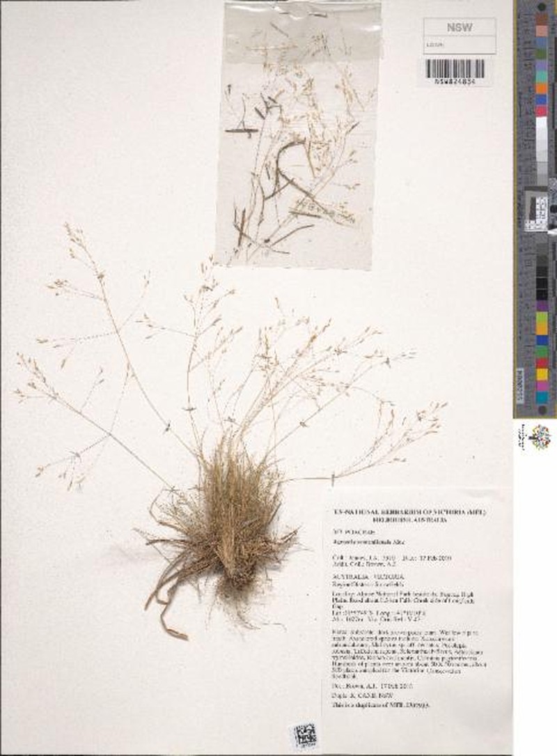 Agrostis australiensis
