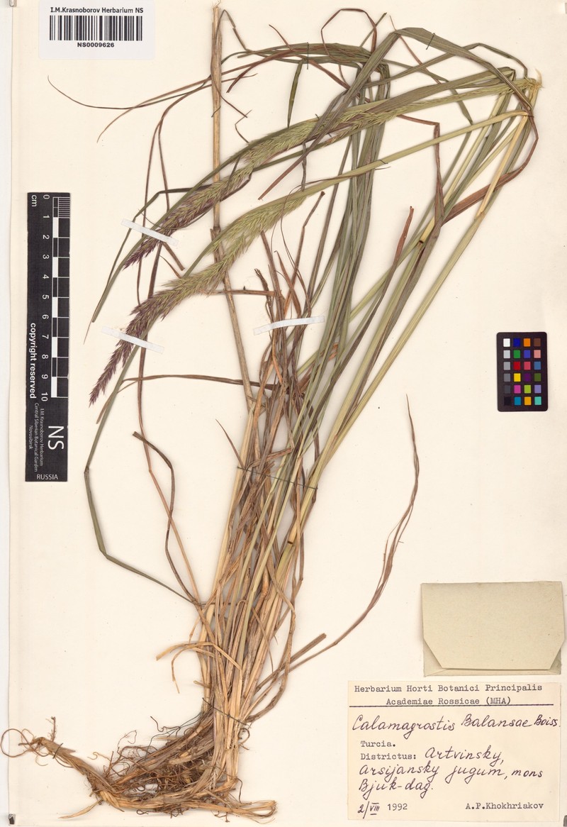 Agrostis balansae