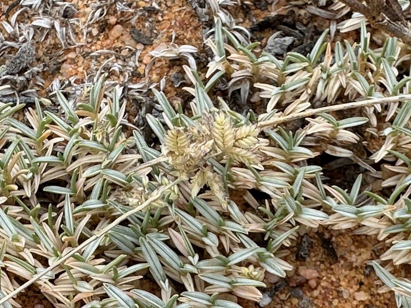 Agrostis bergiana
