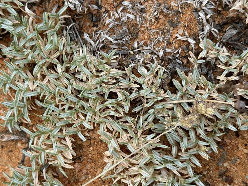 Agrostis bergiana photo 2
