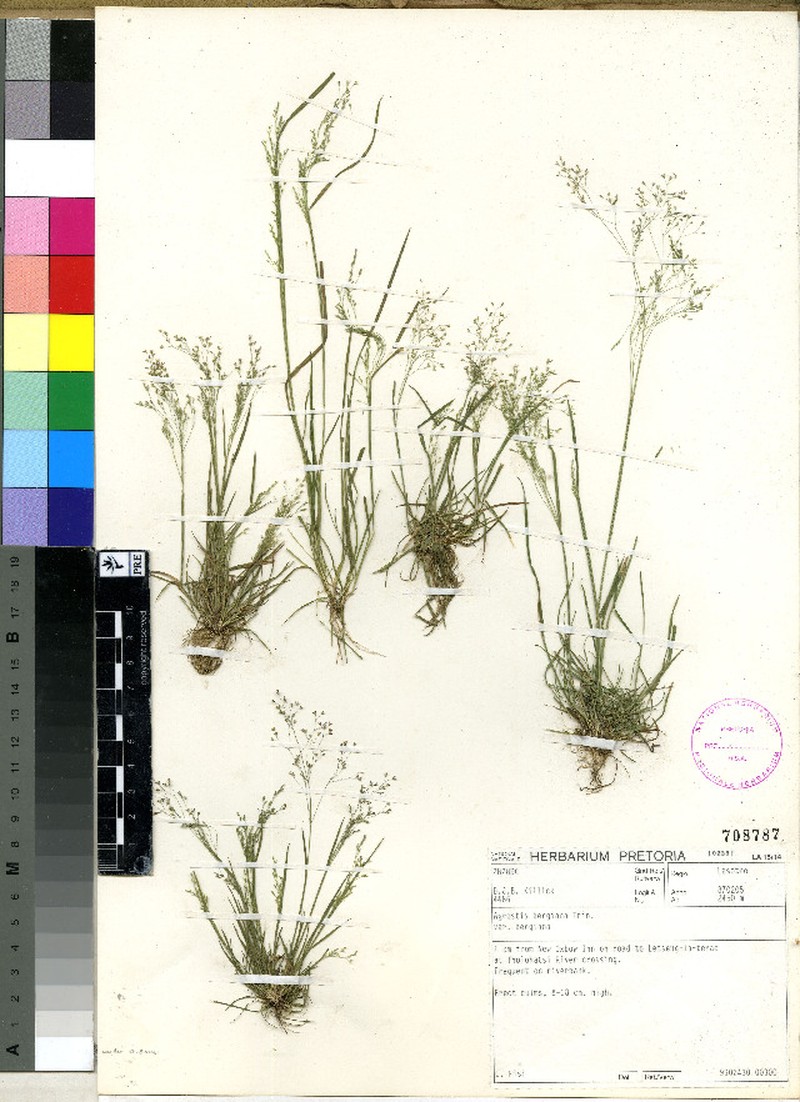 Agrostis bergiana photo 3