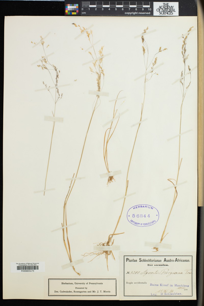 Agrostis bergiana photo 4