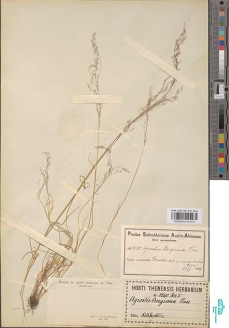 Agrostis bergiana photo 5
