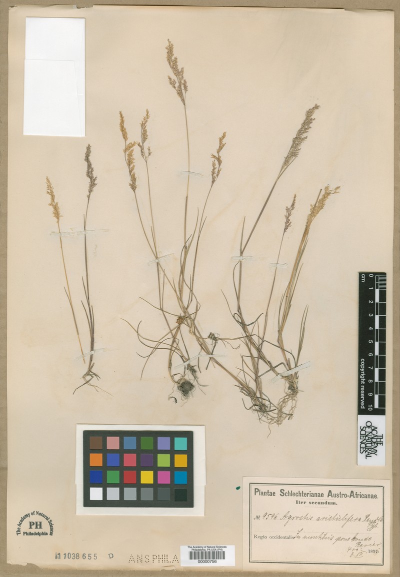 Agrostis bergiana photo 6
