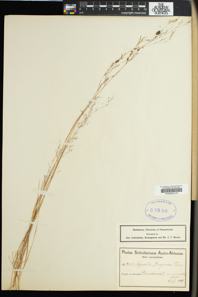 Agrostis bergiana photo 7