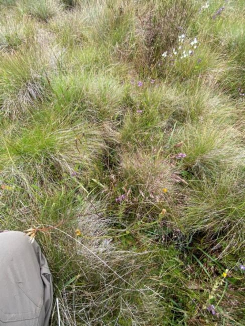 Agrostis bettyae