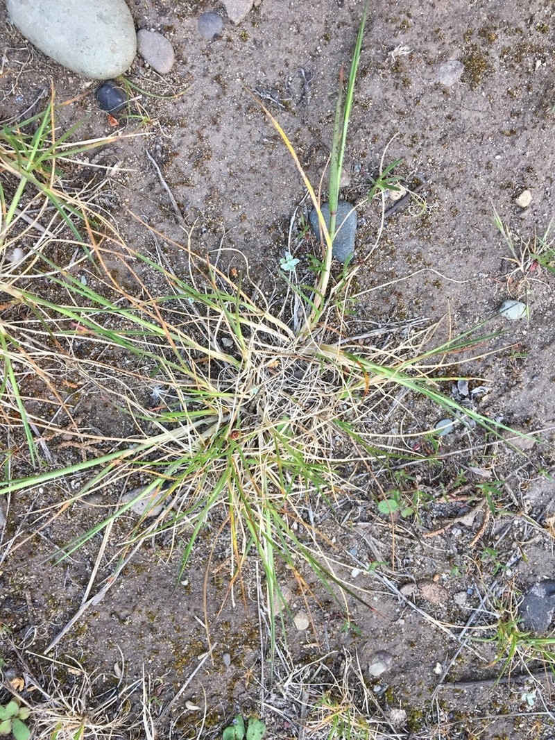 Blasdale Bentgrass photo 3