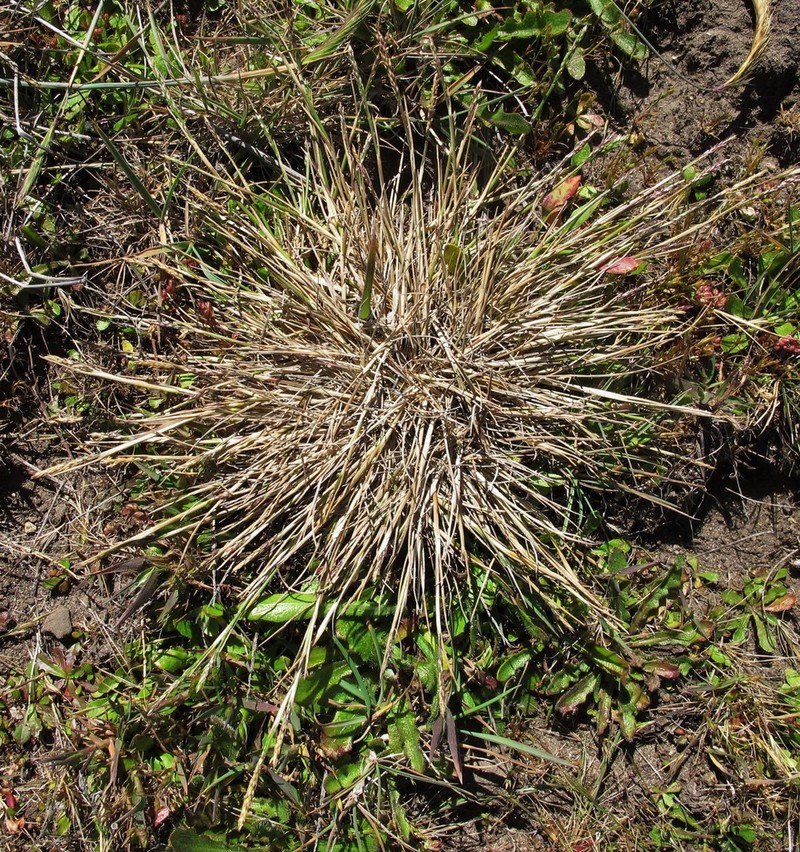 Blasdale Bentgrass photo 4