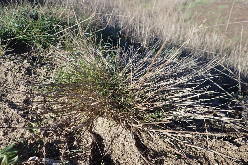 Blasdale Bentgrass photo 5