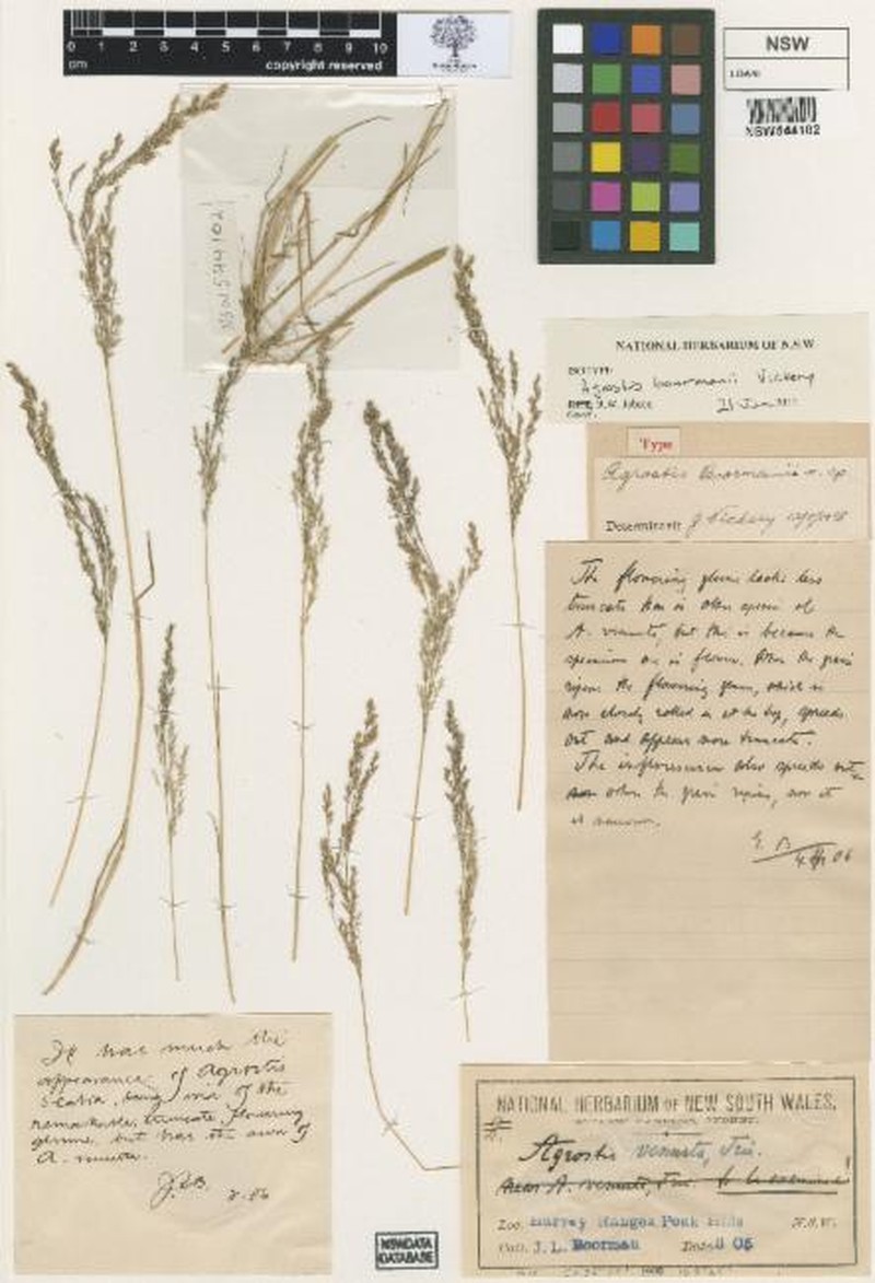Agrostis boormanii