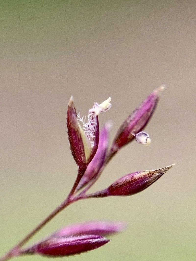 Agrostis bourgaei photo 2
