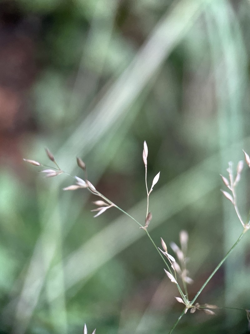 Agrostis bourgaei photo 3