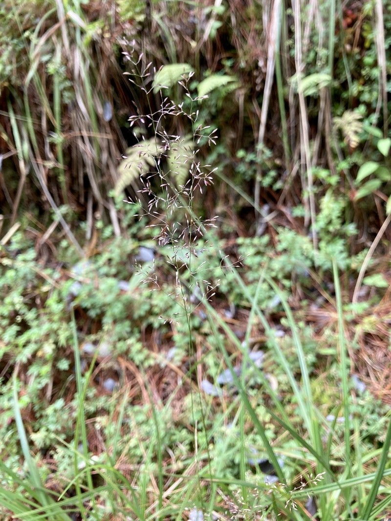Agrostis bourgaei photo 4