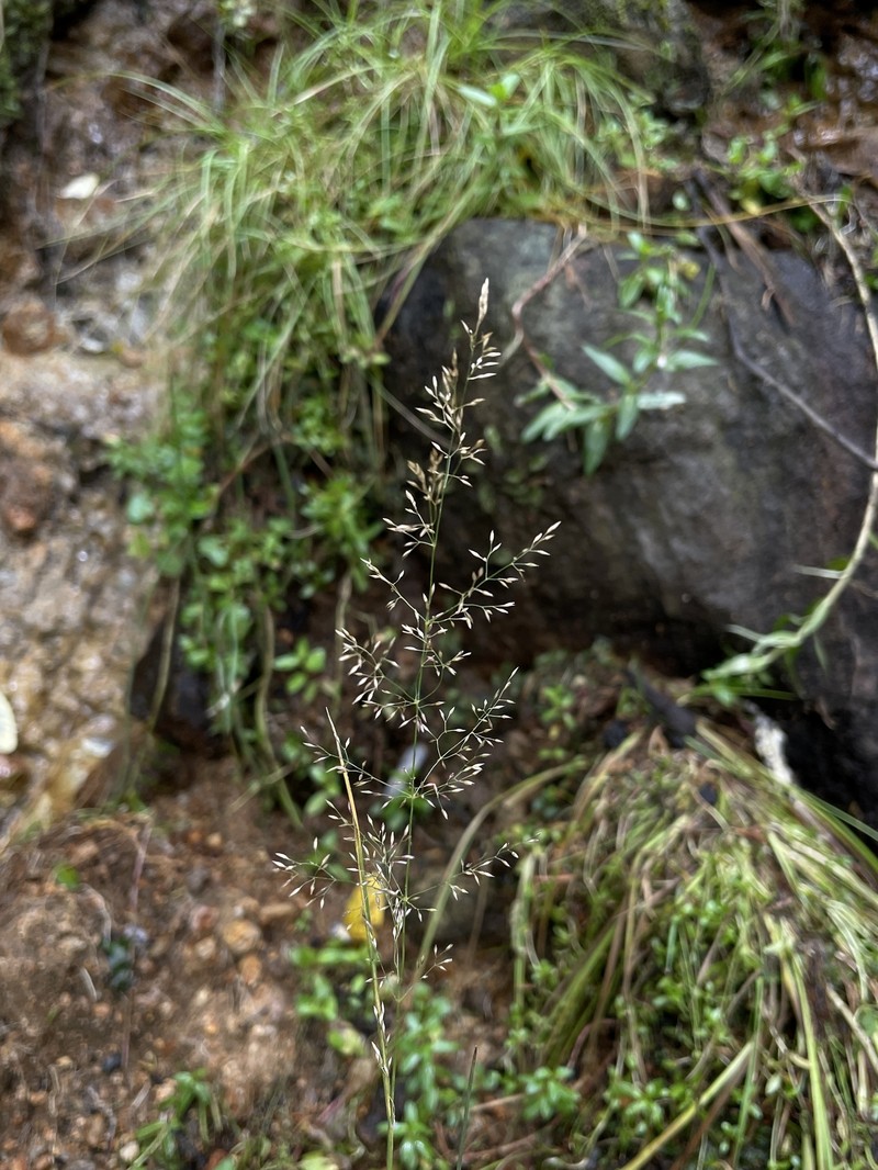 Agrostis bourgaei photo 5