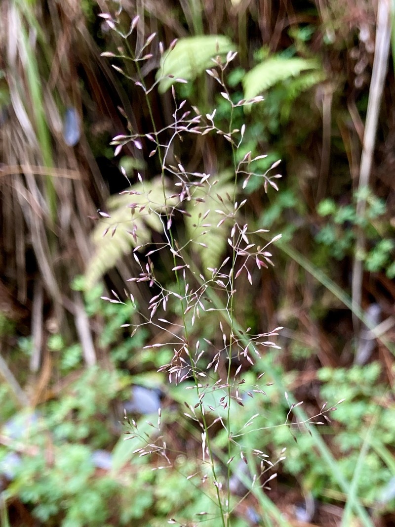 Agrostis bourgaei photo 6